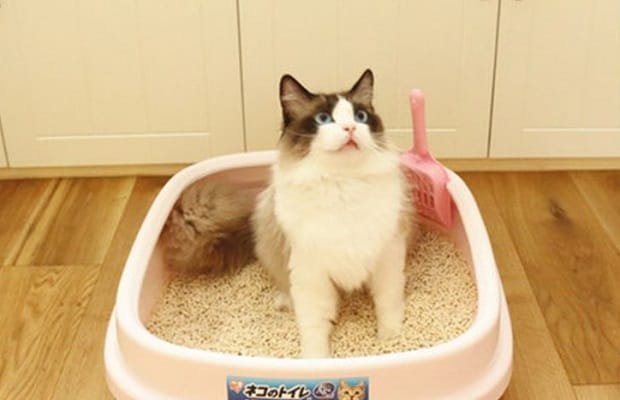 Kedilerin Tuvalet Eğitimi