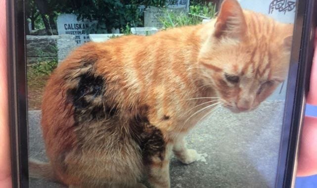 Eyüpsultan’da Kedilere İşkence Eden Caniye Para Cezası CC