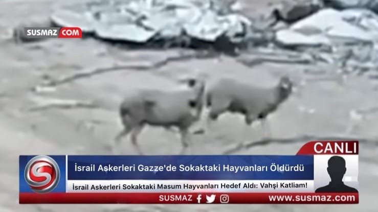 İsrail Askerleri Sokaktaki Masum Hayvanları Hedef Aldı: Vahşi Katliam!