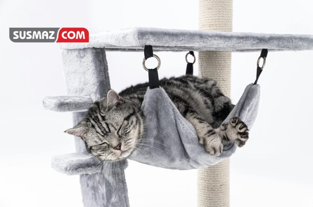 Kahraman Kedi ve Unutkan Köpek: Komik Bir Macera