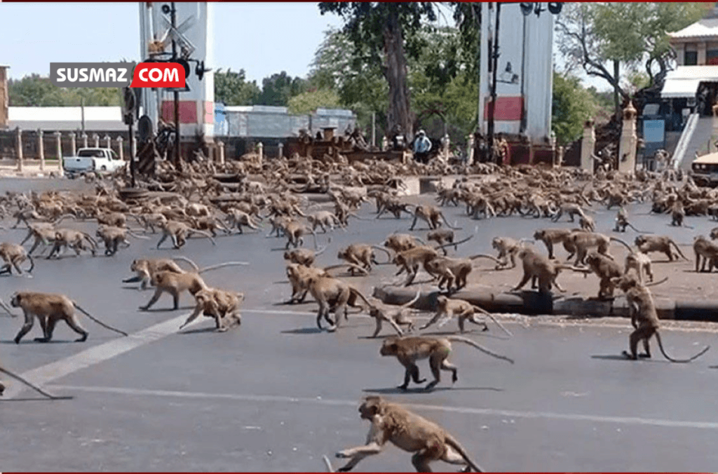 “Tayland’da Şehirleri İstila Eden Maymunlarla Mücadele: Toplatma Operasyonları Başladı”