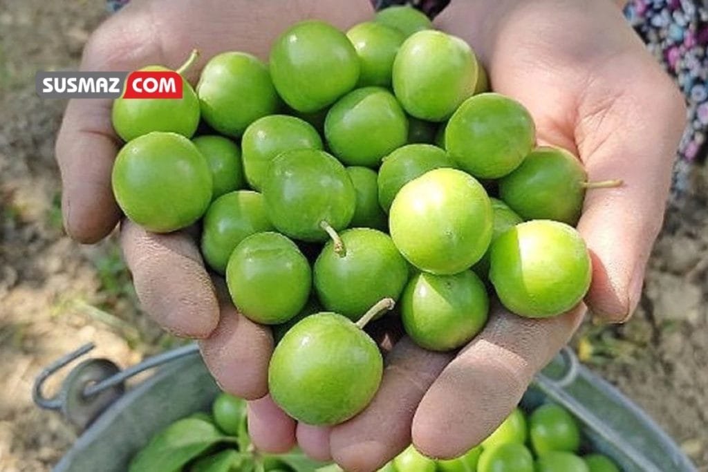 Avrupa’dan Alarm: Türk Eriklerinde Tehlikeli Kimyasal Tespiti – Ürünler Piyasadan Toplatıldı