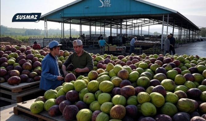 Nazilli’de İncir Fabrikası İşçilerine Uyuşturucu Bilinçlendirme Eğitimi Verildi