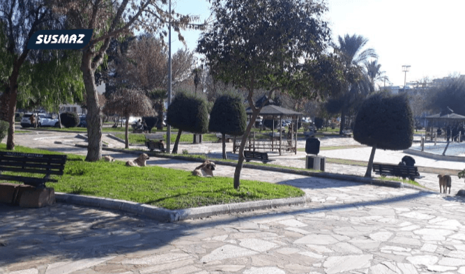 Aydın Nazilli Cumhuriyet Mahallesi Murat Ultay Parkı Çevresinde Saldırgan Köpek Sorunu