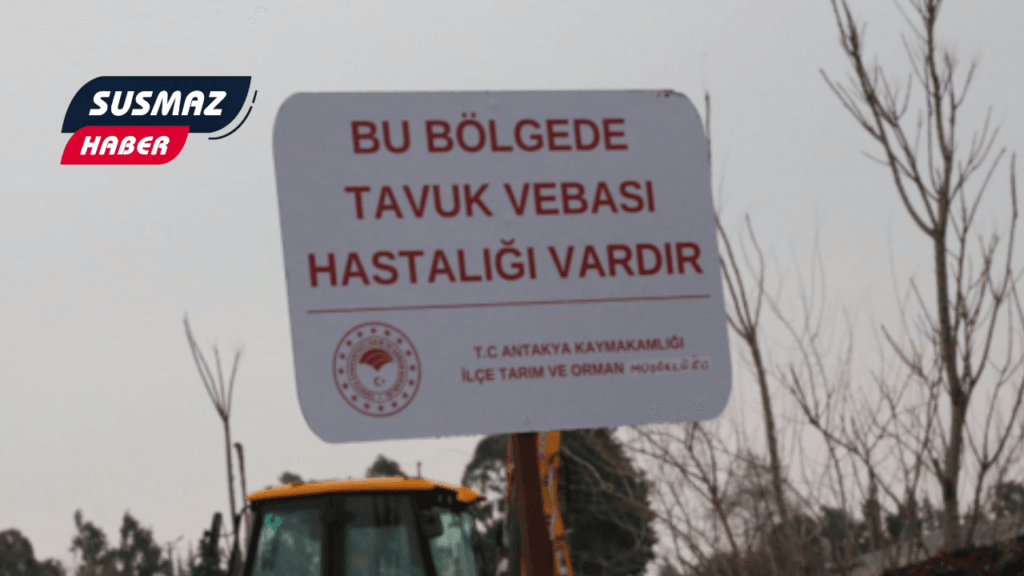 Hatay’da Kuş Gribi Alarmı! O Mahalleye Karantina, Tavuk Tüketimine Dikkat!