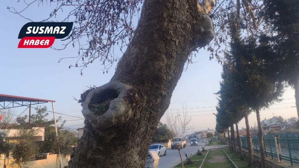 Beş Bin Yıllık Gizem: Pınarbaşı Mahallesi’ndeki Çınar Ağacı