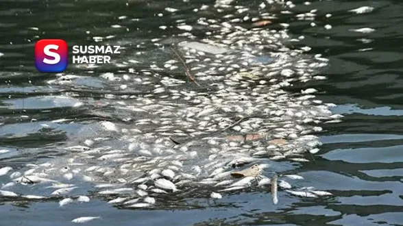 İzmir Körfezi kirlilik krizi derinleşiyor: 600 bin balık öldü, koku şehri sardı!