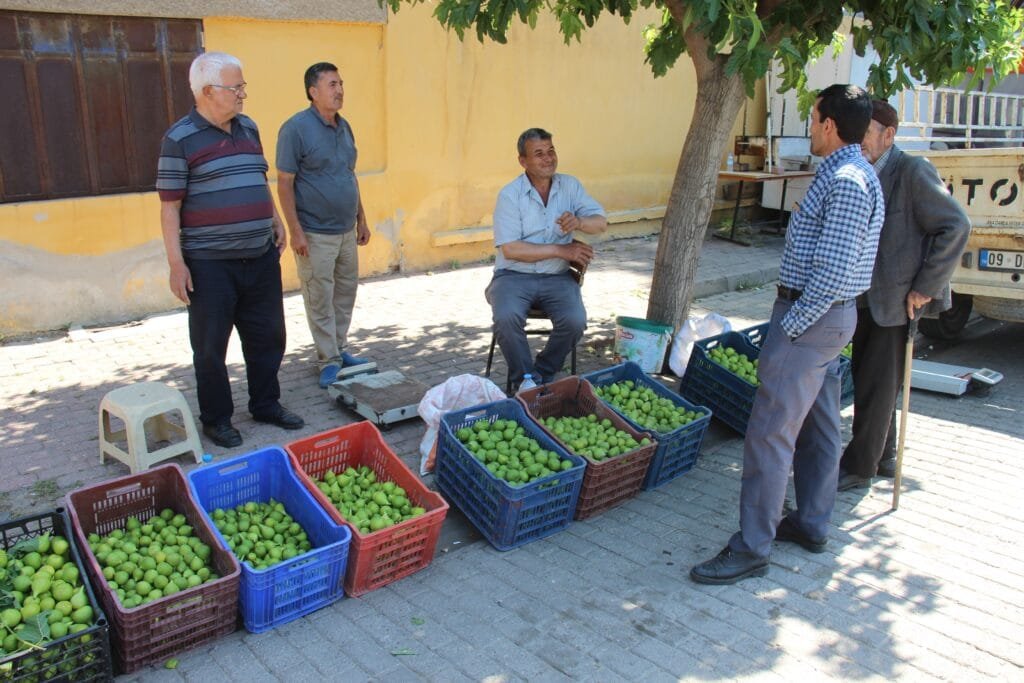 Aydın’da ilek pazarı hareketlendi! Erkek incirin kilosu 500 TL’ye çıktı