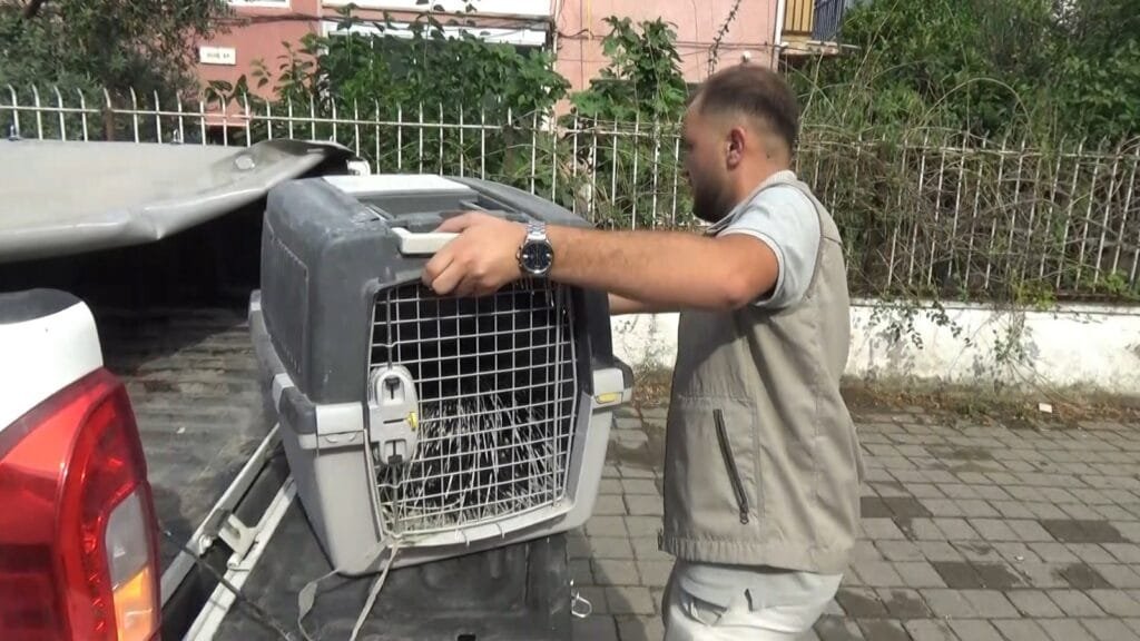 Aydın’da nesli koruma altındaki oklu kirpi için seferberlik