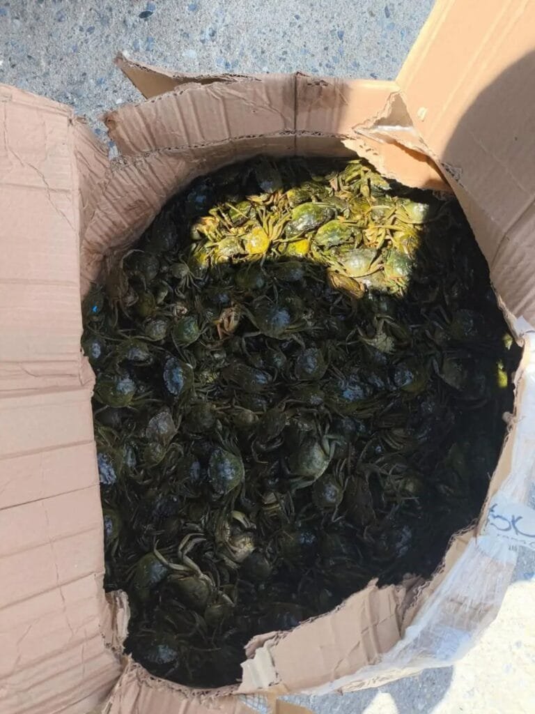 Aydın’da 8 Bin Canlı Yengeç Ele Geçirildi