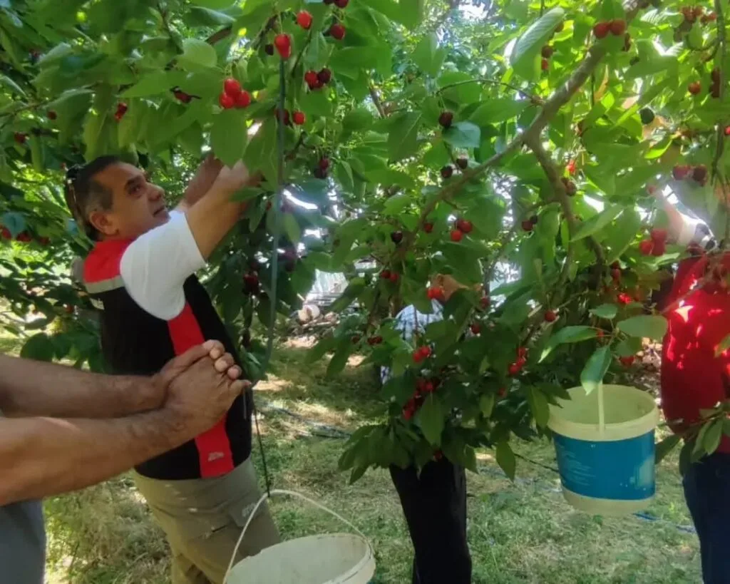 Aydın’da Kiraz Hasadı Bereketi: 9 Bin 547 Dekarda Üretim Yapılıyor
