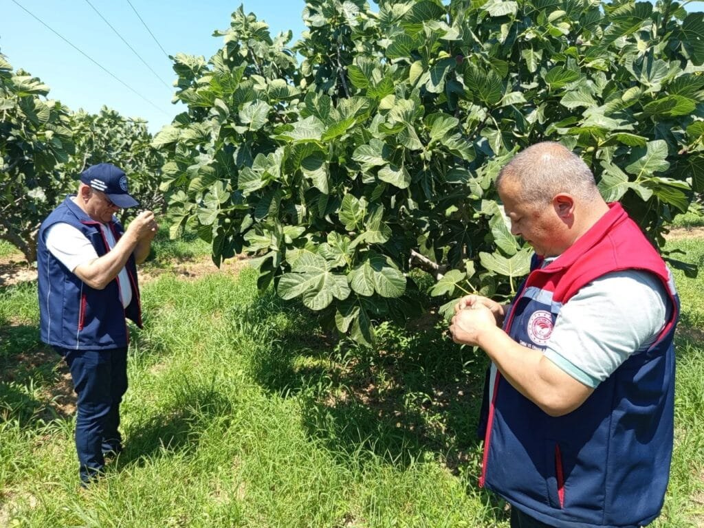 Kuyucak’ta incir bahçeleri zararlılara karşı kontrol edildi