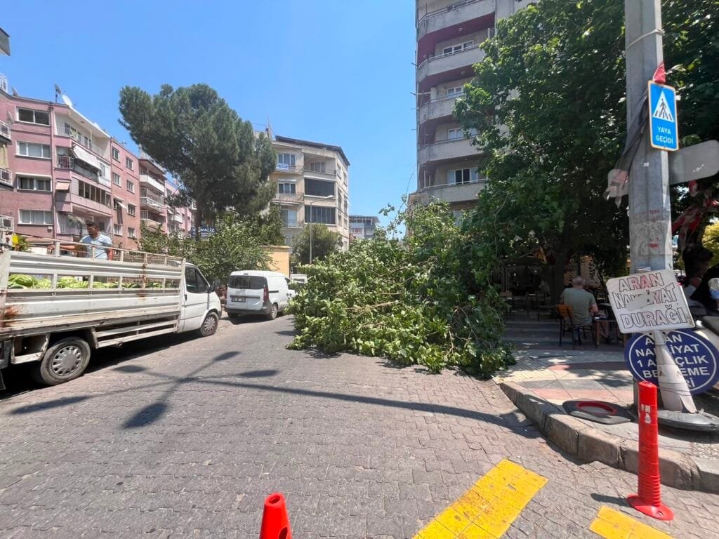 Efeler’de korku dolu anlar! Yarım asırlık ağaç araçların üzerine devrildi