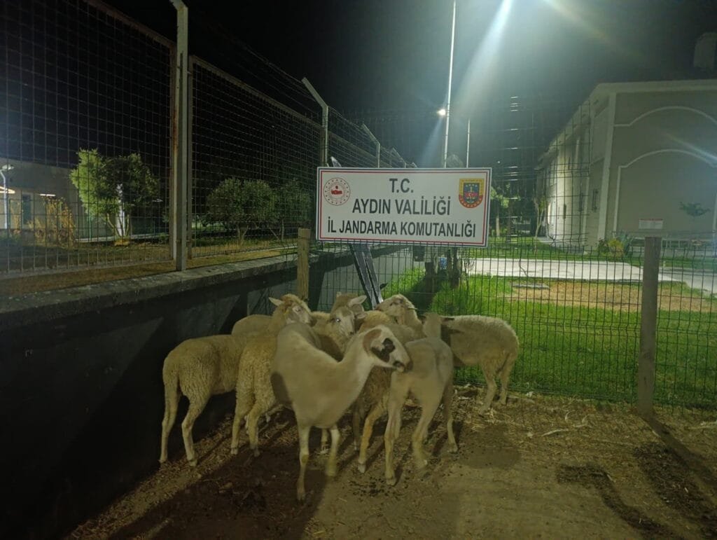 Koçarlı’da koyun hırsızlığı! 15 koyundan 8’i bulunup sahibine teslim edildi
