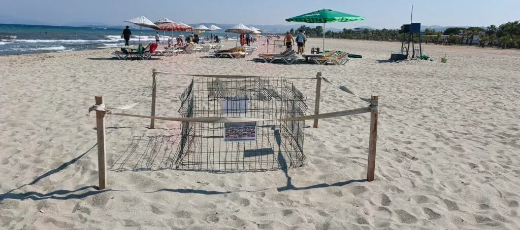 Kuşadası’nda caretta caretta yuvası koruma altına alındı