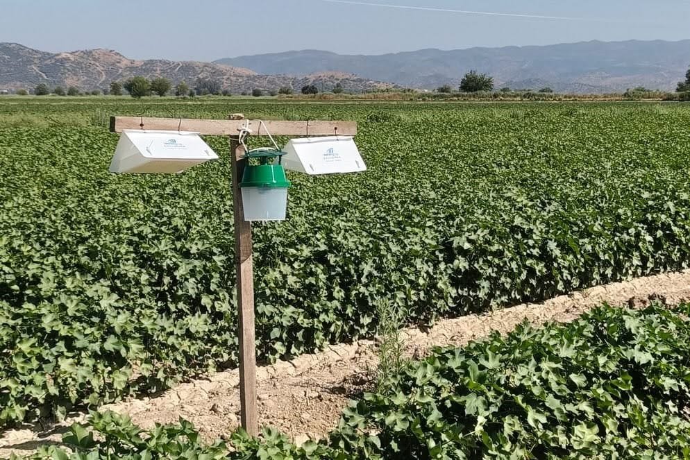 Pamukta verim kaybına karşı yeni önlem