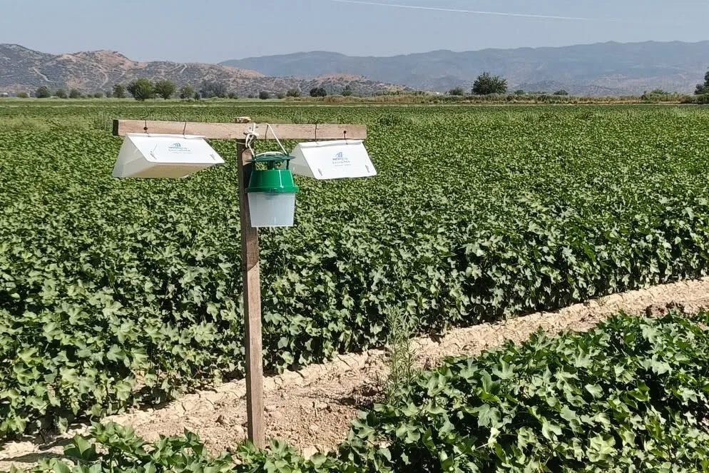 Pamukta verim kaybına karşı yeni önlem