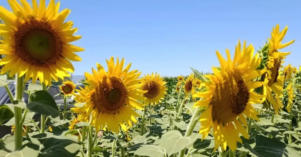 Aydın’da ayçiçeği üretiminin merkezi belli oldu! Ekim alanlarının yüzde 72’si Söke’de