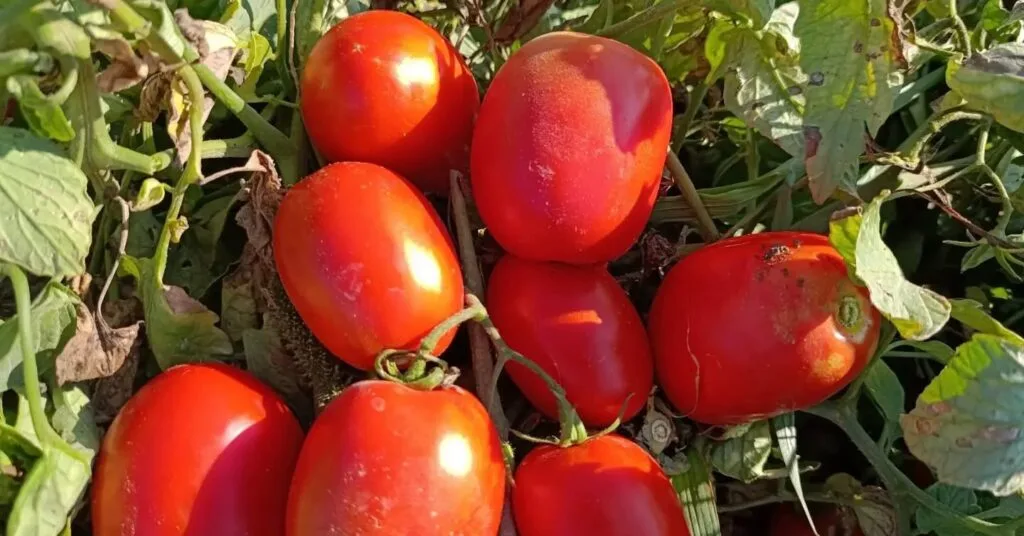 Aydın’da domates hasadı başladı! 3 bin 813 üretici tarlalara indi