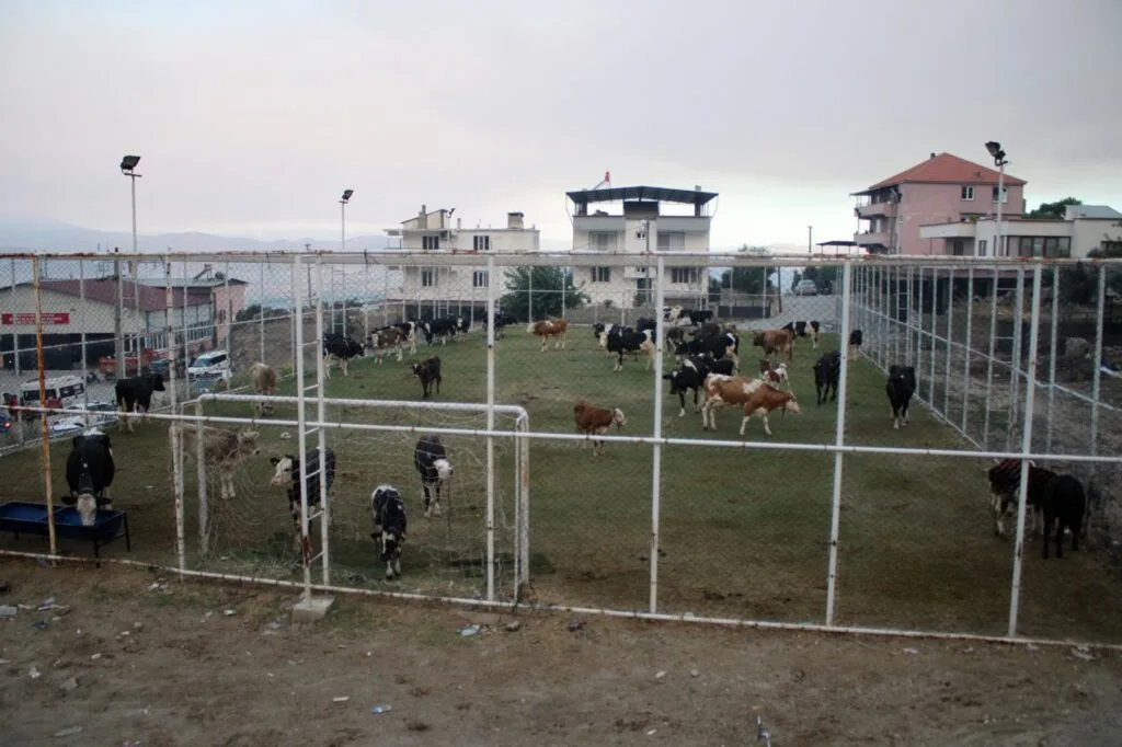Çine’de halı saha hayvanlar için sığınağa dönüştü