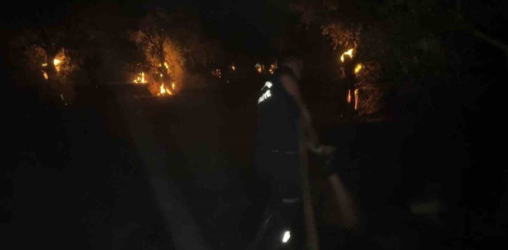 Aydın’da Alevler Geceyi Aydınlattı: 200 Zeytin Ağacı Küle Döndü