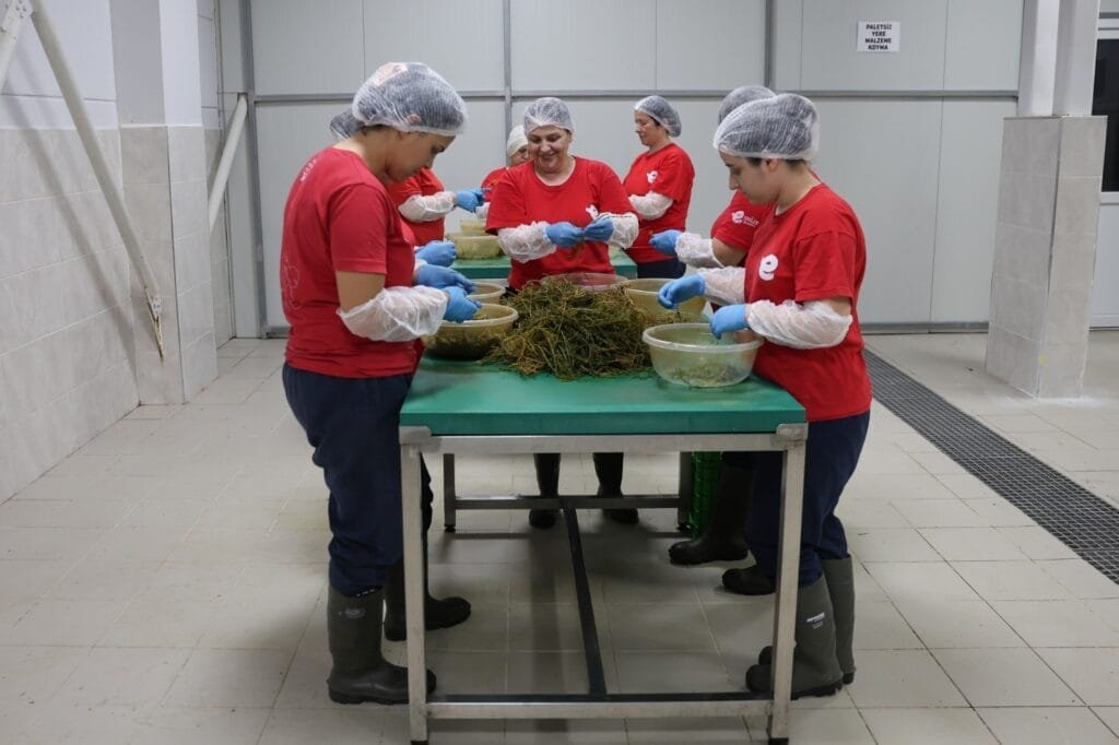 Efeler’in tarlasından tek tıkla sofralara: Aracı yok, kadın emeği var