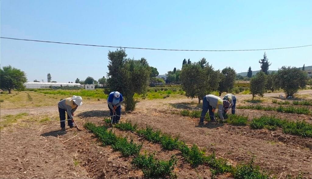 Didim’de yetiştirilen bitkiler doğal yağa dönüşüyor! Belediye kendi üretimini yapıyor