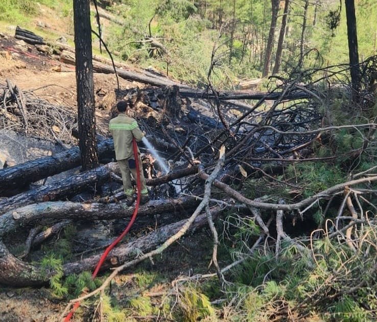 Muğla’da Orman Yangını! Ekipler ve Vatandaşlar Alevleri Büyümeden Söndürdü