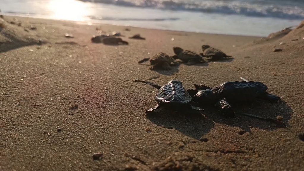 Kuşadası’nda iki yavruyu gördüler, yuvayı buldular! 67 caretta denize ulaştı
